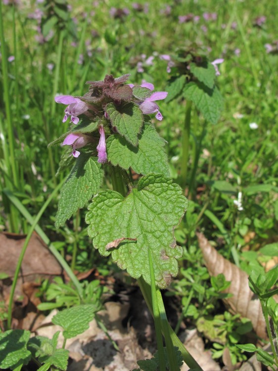 Lamium purpureum